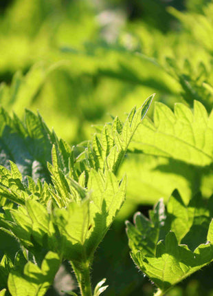 DROP - THE INCREDIBLE ORGANIC NETTLE 2000mg - Food Supplement